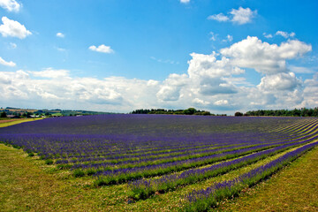 Lavender Field Summer Flowers Cotswolds Gloucestershire England