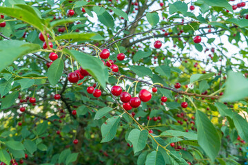 Close-up of a tree with cherries that ripen in the summer season