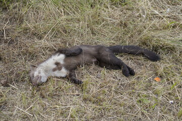 The beech marten (Martes foina), also known as the stone marten, house marten or white breasted...