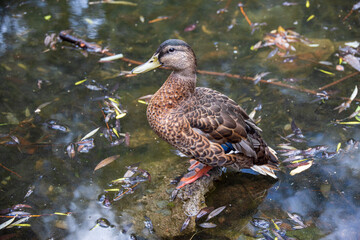 Duck in the summer in the pond of Yusupovsky Park