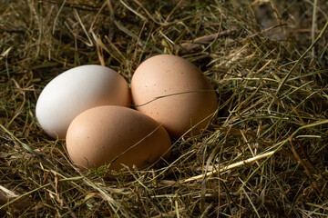 Close-up of three fresh chicken eggs in a straw nest. One white and two brown eggs in a chicken nest