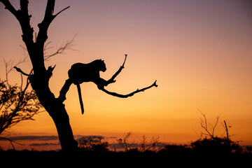 The silhouette of a leopard, Panthera pardus, during sunset lying in a tree, tail hanging down