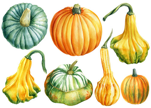 Set of Pumpkins on an isolated white background. Watercolor illustration
