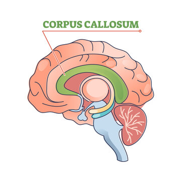 Corpus callosum educational brain part location in brain outline diagram. Human body physiology learning with c-shaped nerve fiber bundle found beneath the cerebral cortex vector illustration.