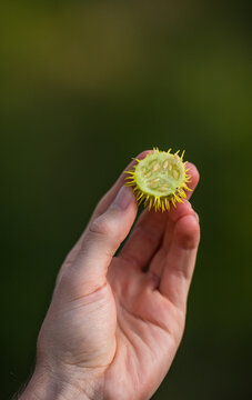 A half open wild cucumber, Cucumis anguria, is held up