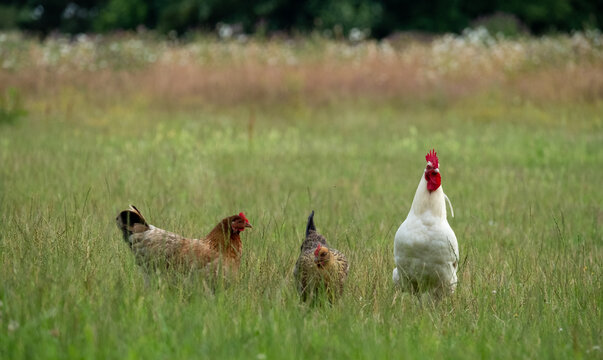 Free range farm yard hens, photographed in a field near Wells-next-to-Sea, North Norfolk UK