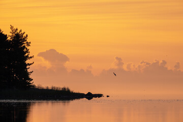Naklejka premium The bird in the orange morning sky