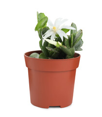 Beautiful blooming Schlumbergera (Christmas or Thanksgiving cactus) isolated on white