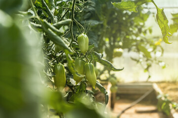 Peppers grow in the greenhouse - Fresh healthy organic food, farming business concept. 