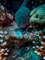 Moray eel hunting on the Red Sea reef