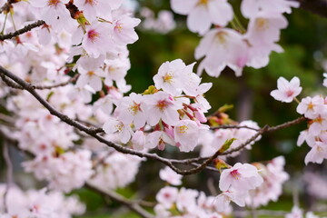 満開の桜