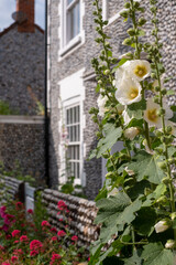 Tall colourful hollyhocks growing in Blakeney, North Norfolk UK.