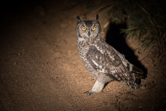 Spotted Eagle Owl, Bubo africanus, stands on the ground at night