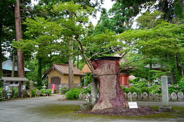 Obraz premium あじさい寺