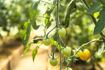 Green young tomatoes growing in greenhouse - Fresh healthy organic food, farming business concept. 