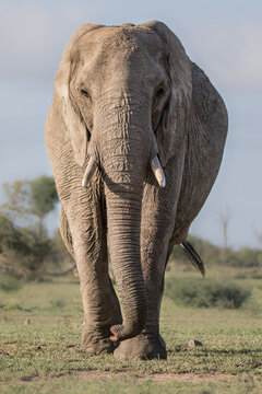 An elephant, Loxodonta africana, walks towards the camera, direct gaze