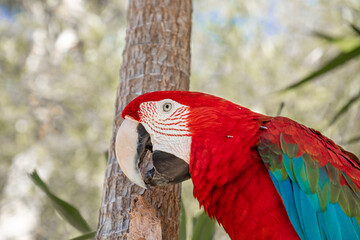 Ara chloroptera looking at the camera