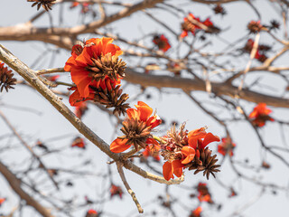 red flowers ( seeds ) on a tree branch