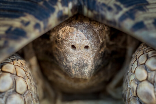 The head of a leopard tortoise, Stigmochelys pardalis, reclining into its shell