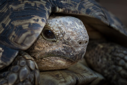 The head of a leopard tortoise, Stigmochelys pardalis, reclining into its shell