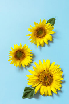 Summer or autumn concept. Sunflower on pastel blue background.. Top view flat lay.