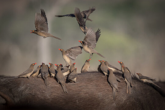 A flock of red billed oxpeckers, Buphagus erythrorhynchus, stand on the back of a bufallo, Syncerus caffer