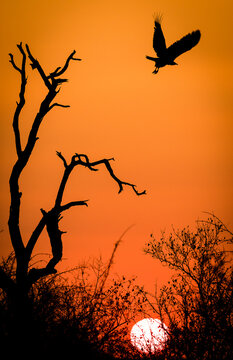 The silhoutte of a hooded vulture, Necrosyrtes monachus, at sunset flying from a dead tree