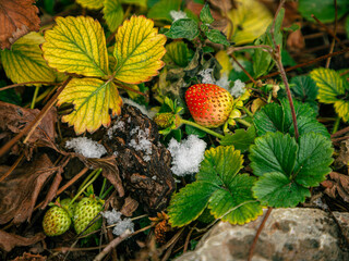 ripe strawberries in the snow