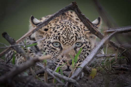 A leopard, Panthera pards, lies on the ground, direct gaze, ears back, peering through sticks creating a natural frame.