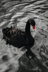 Naklejka premium a black swan swims in the water