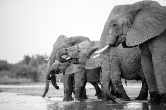 A herd of of elephant, Loxodonta africana, drink together from a river, black and white.