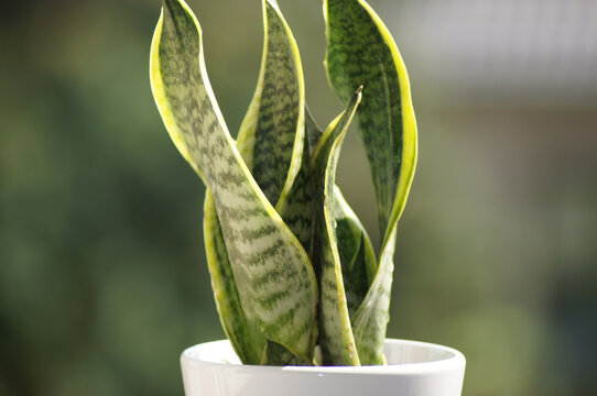 Bogenhanf Sansevieria auf der Fensterbank
