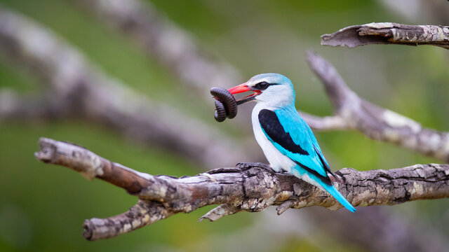 A woodland kingfisher, Halcyon senegalensis, sits on a branch with an insect in its beak