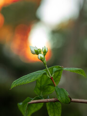 white bud on a bush background