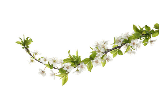Cherry tree branch with beautiful blossoms isolated on white © New Africa