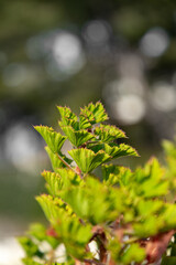 bright green bush at noon