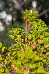 bright green bush at noon