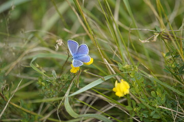 The common blue butterfly (Polyommatus icarus) is a butterfly in the family Lycaenidae and...