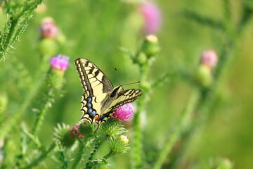 Swallowtail on flowers, one of the biggest European butterflies 