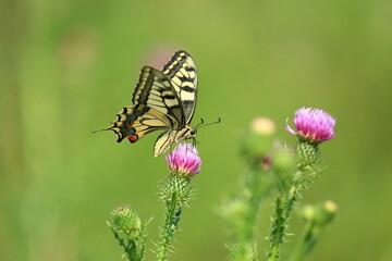 Obraz premium Swallowtail on flowers, one of the biggest European butterflies 