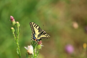 Obraz na płótnie Canvas Swallowtail on flowers, one of the biggest European butterflies 