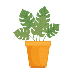 philodendron plants in pot