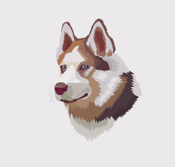 Siberian husky head with blue eyes vector © krustovin