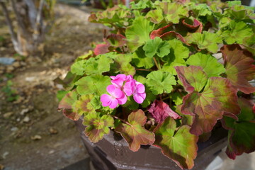 ピンク色のゼラニウム
