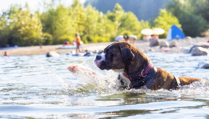 Playful and Funny Boxer Dog swimming in the water. Hot Sunny Summer Day. Alouette Lake in Maple Ridge, Greater Vancouver, British Columbia, Canada.