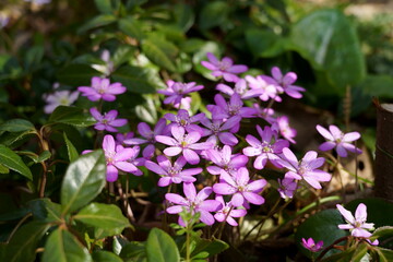 ピンク色のミスミソウ