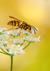Beautiful Median wasp (Dolichovespula) portrait 