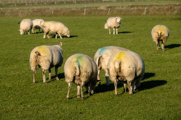 Fototapeta premium Texel, Noord-Holland province, The Netherlands
