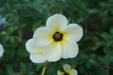 Selective focus of little white flower in the small garden