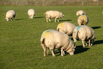 Obraz premium Texel, Noord-Holland province, The Netherlands